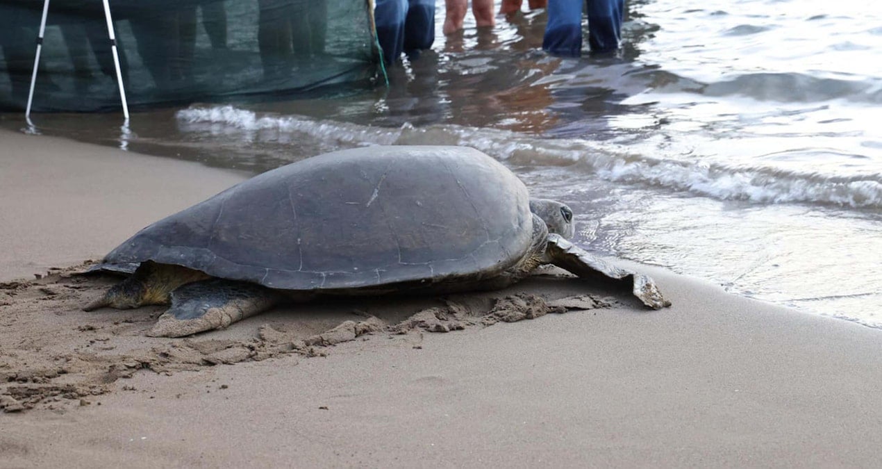 Caretta caretta inanılmaz yolculuğu: 15 ayda 1700 kilometre!